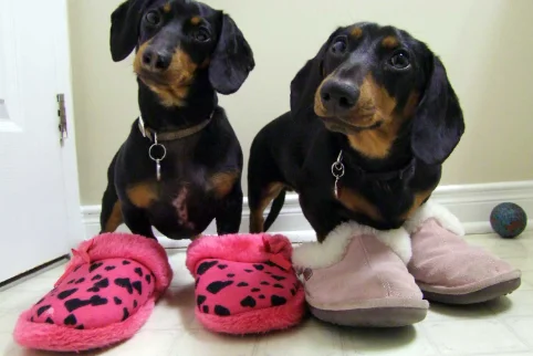 Most Trending Dachshund Slippers Is in Trend Now