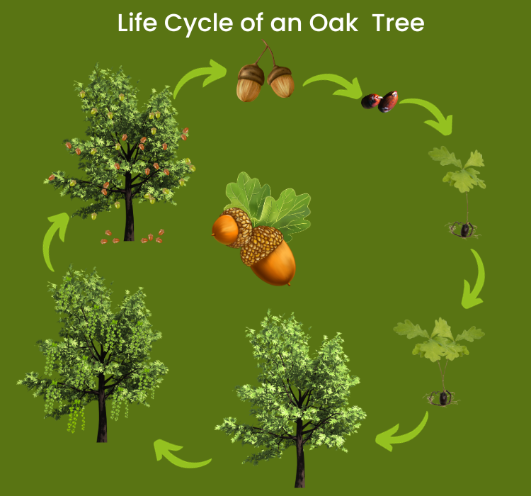 Oak Tree Life Cycle